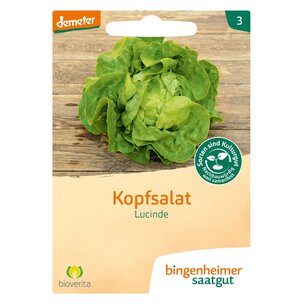 Kopfsalat Lucinde