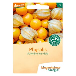 Physalis Schönbrunner Gold